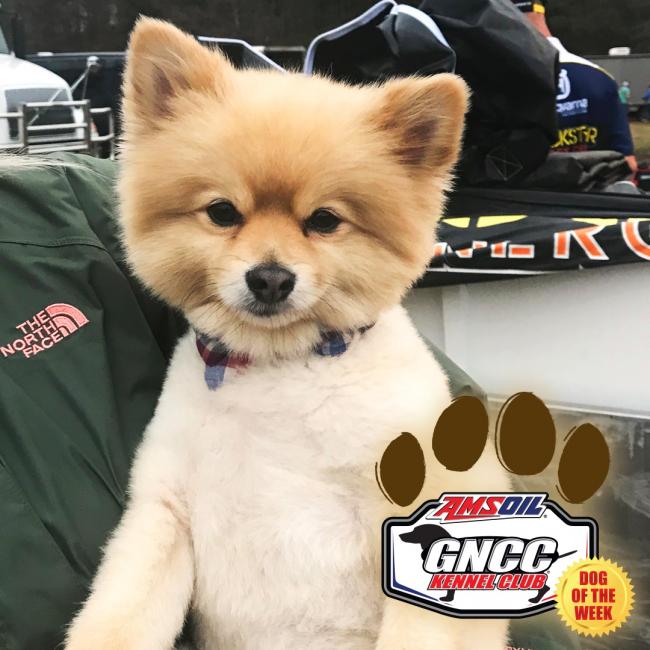Jagger takes the Wild Boar Dog of the week honors! This pup belongs to XC1 Bike rider Cory Buttrick and wife Mackenzie.