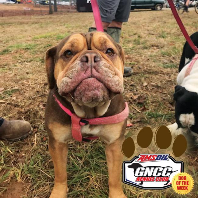 Canon Kuneff's pup Stella takes home of the GNCC Dog of the Week honors from The Maxxis General.