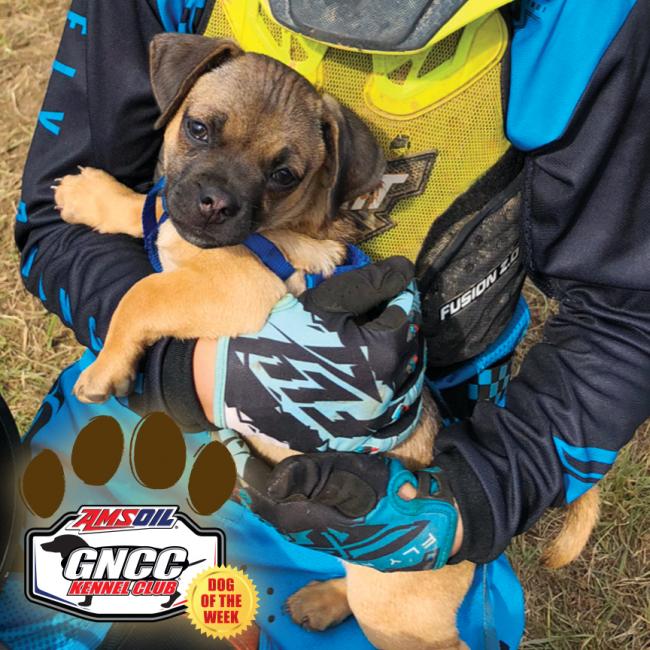 Keegan Tomsh and his family take home the Dog of the Week honors with their puppy named Paul.