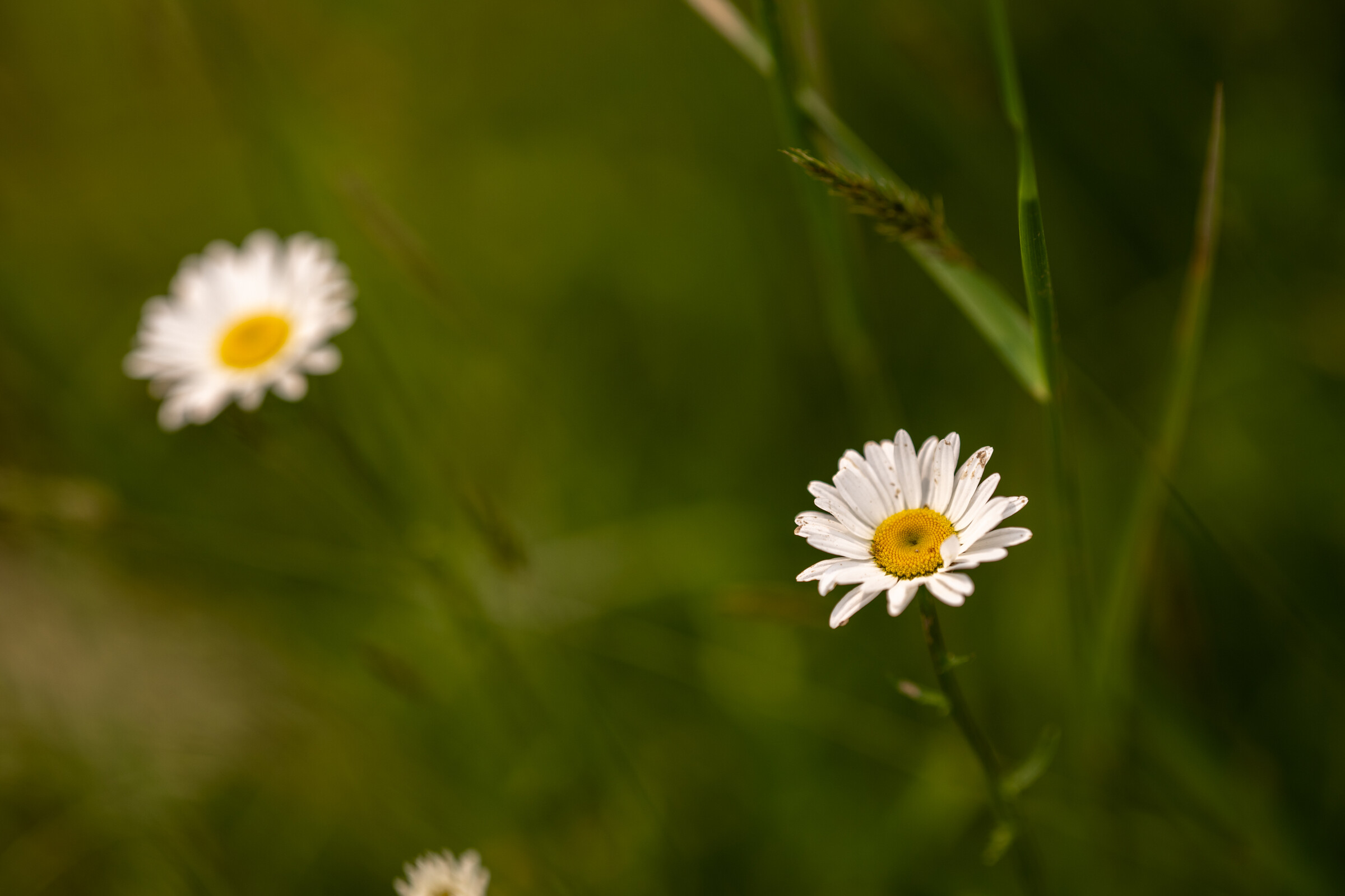 Mason-Dixon_SUN_Faint untitled-303