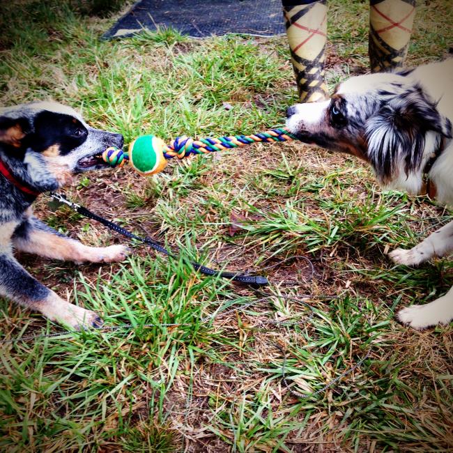 Whose dog is tougher: Jen Ken's Australian Cattle Dog Koda (left) or Chris and Dawn Borich's Australian Shephard Champ (right)? You decide on Twitter #battleoftheaussies