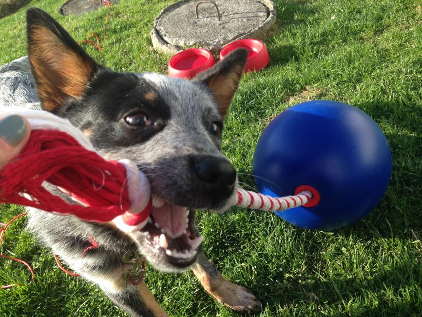 Huge thanks to Rick Zhorne for this toy! Koda loves it! www.tuggodogtoy.com 