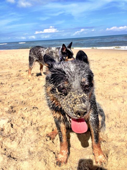 The champion Cattle Dog hard at work #OBX 