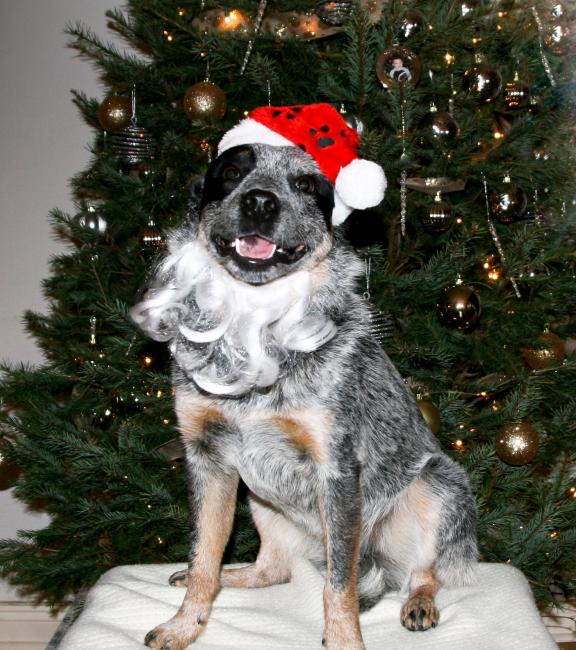 Jen Ken's dog, Koda, asked if she could wish the GNCC Racin' Nation a Merry Christmas. 