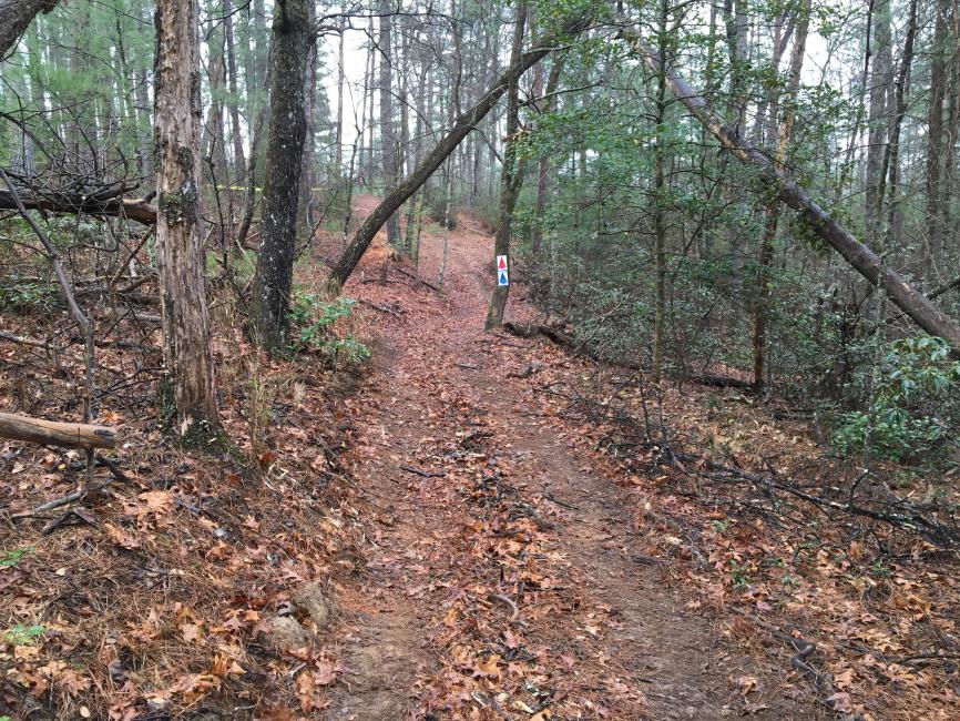 The woods are coming together quite nicely in North Carolina.