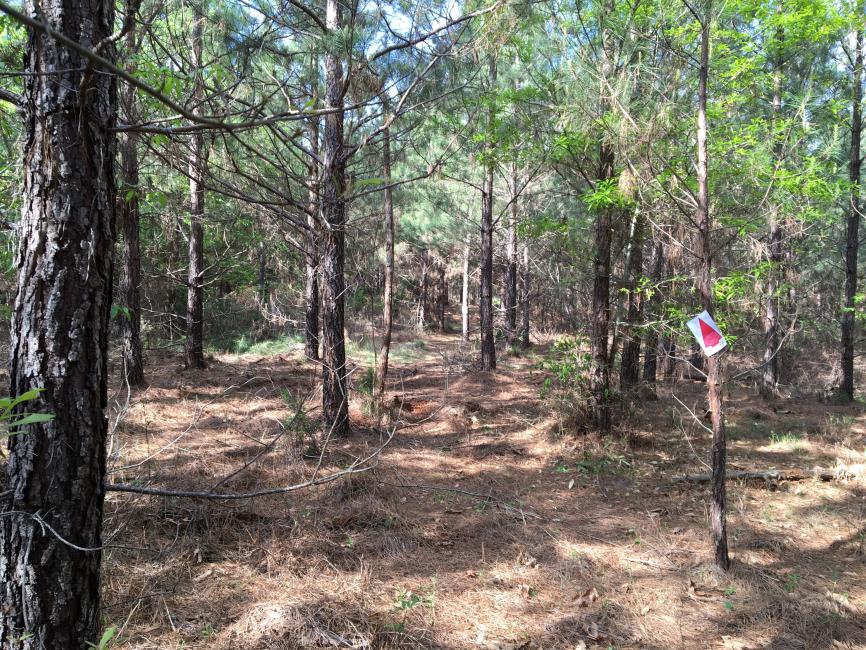 The woods are coming together and looking great for this weekend!