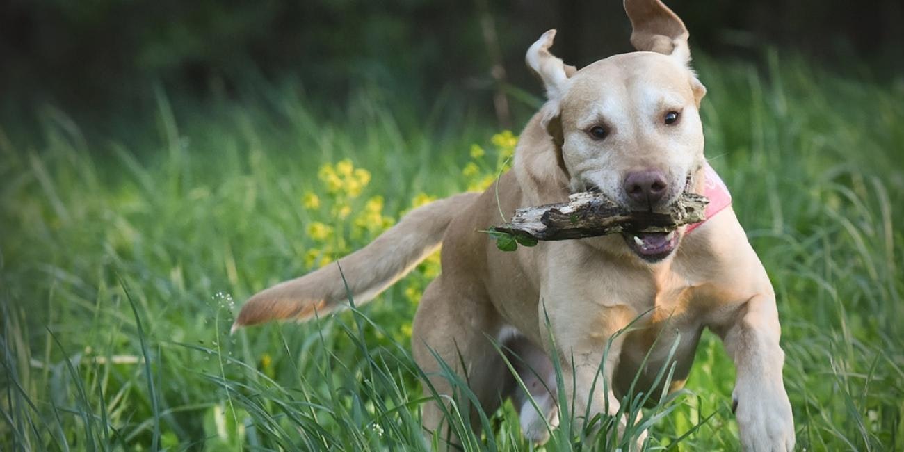 Second Annual Mowgli Memorial Dog Show Returns to Mountaineer Run GNCC