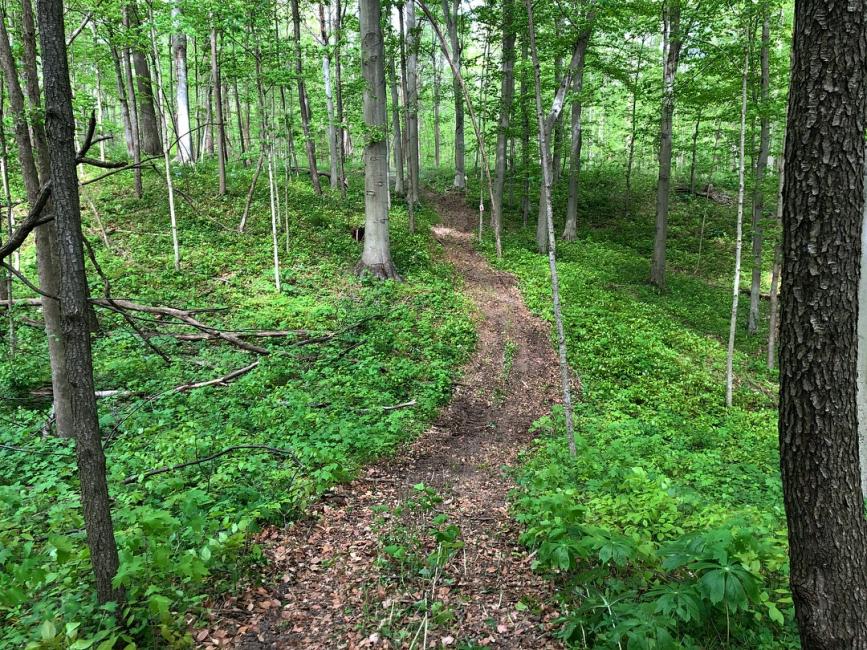 Doesn't this trail get you excited to race!