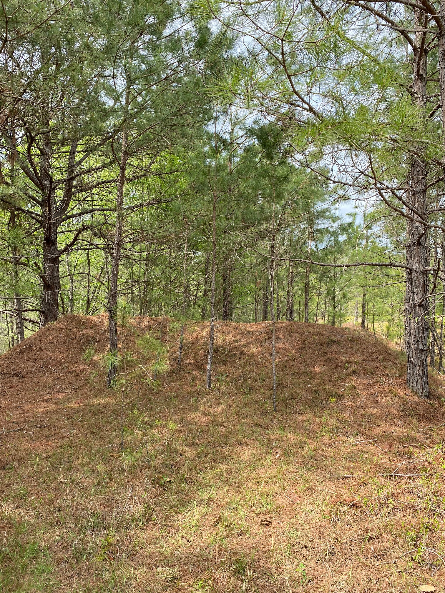 Deep in the woods of Moree's Sportsman's Preserve lies an old Supercross practice track.