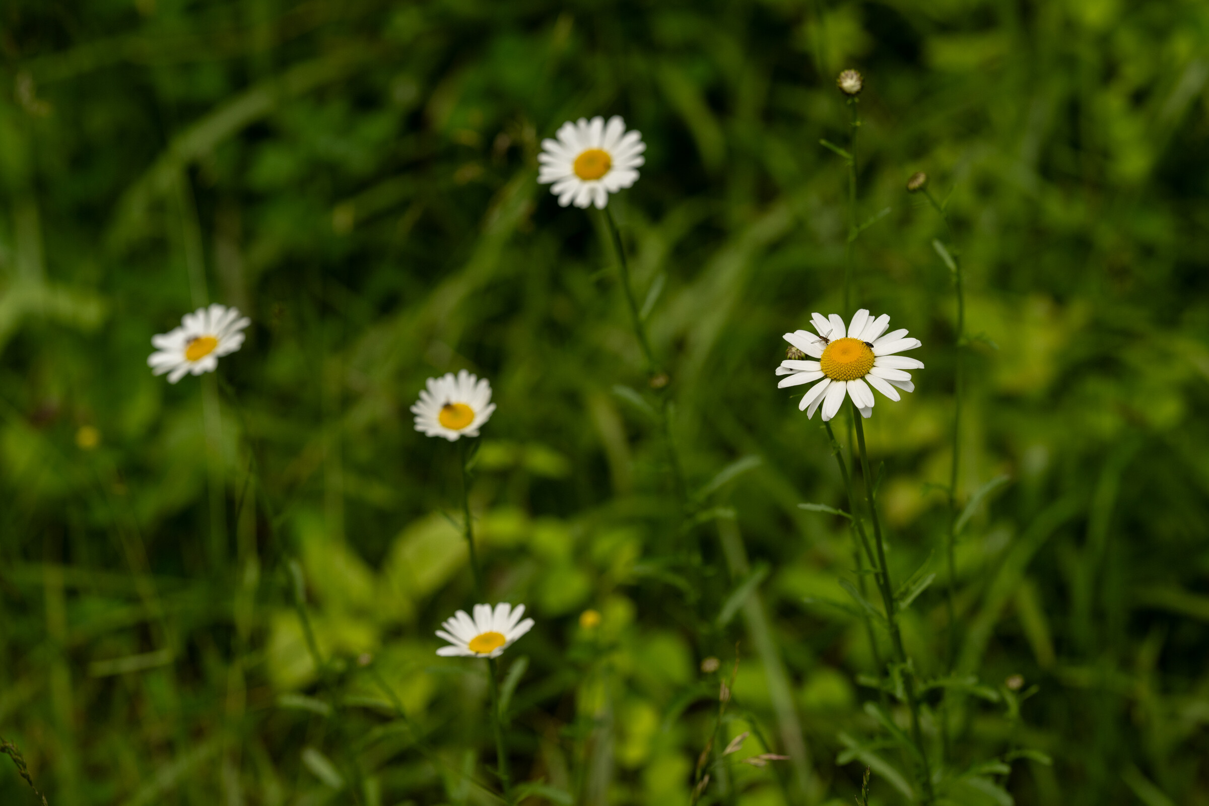 Mason-Dixon_SAT_Faint untitled-1106